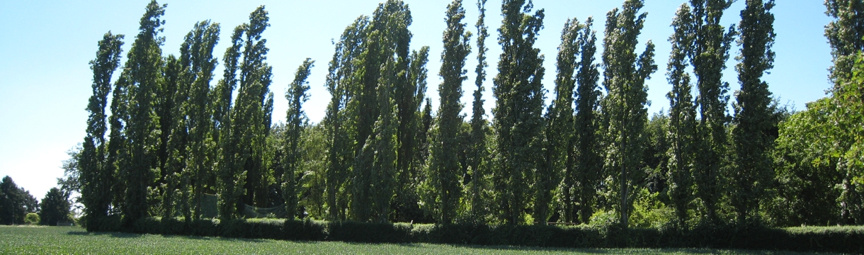 Polder Orsoy-Land